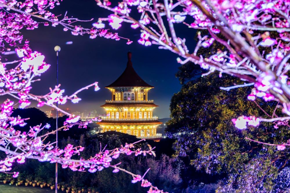 《圖說》淡水無極天元宮園區會點燈開放夜間賞櫻活動,透過光影投射出光雕效果,印襯在櫻花樹上,浪漫沉浸式的氛圍彷彿置身於櫻花花海中。〈景觀處提供〉