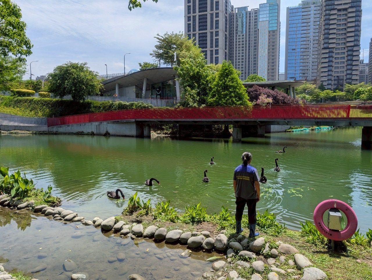 02 秋紅谷公園黑天鵝身處優良水域環境 並由專屬飼育員照料 已建立固定巢穴與定點餵