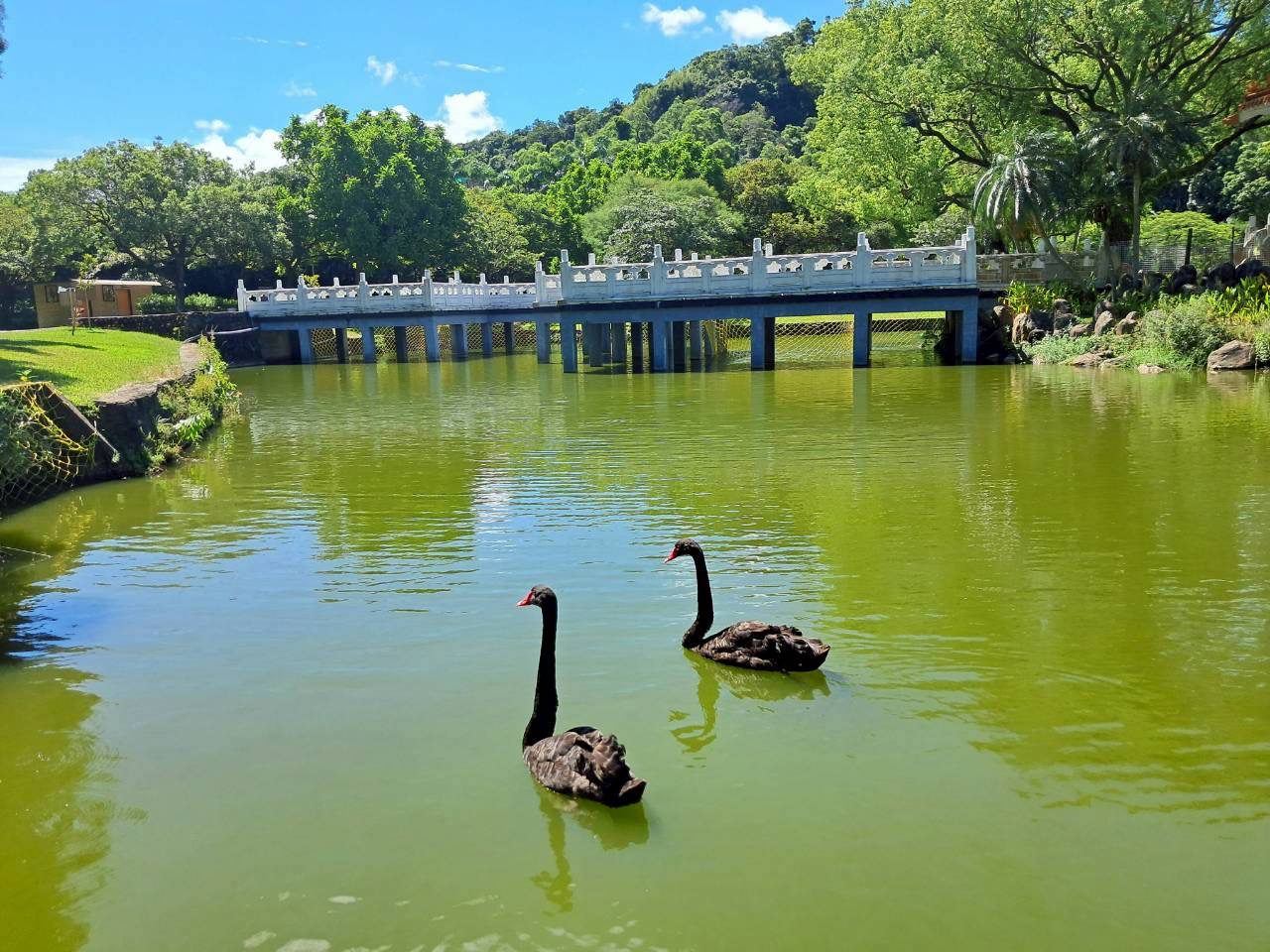03 北市府工務局認養的小碧 小湖 悠游在碧湖中