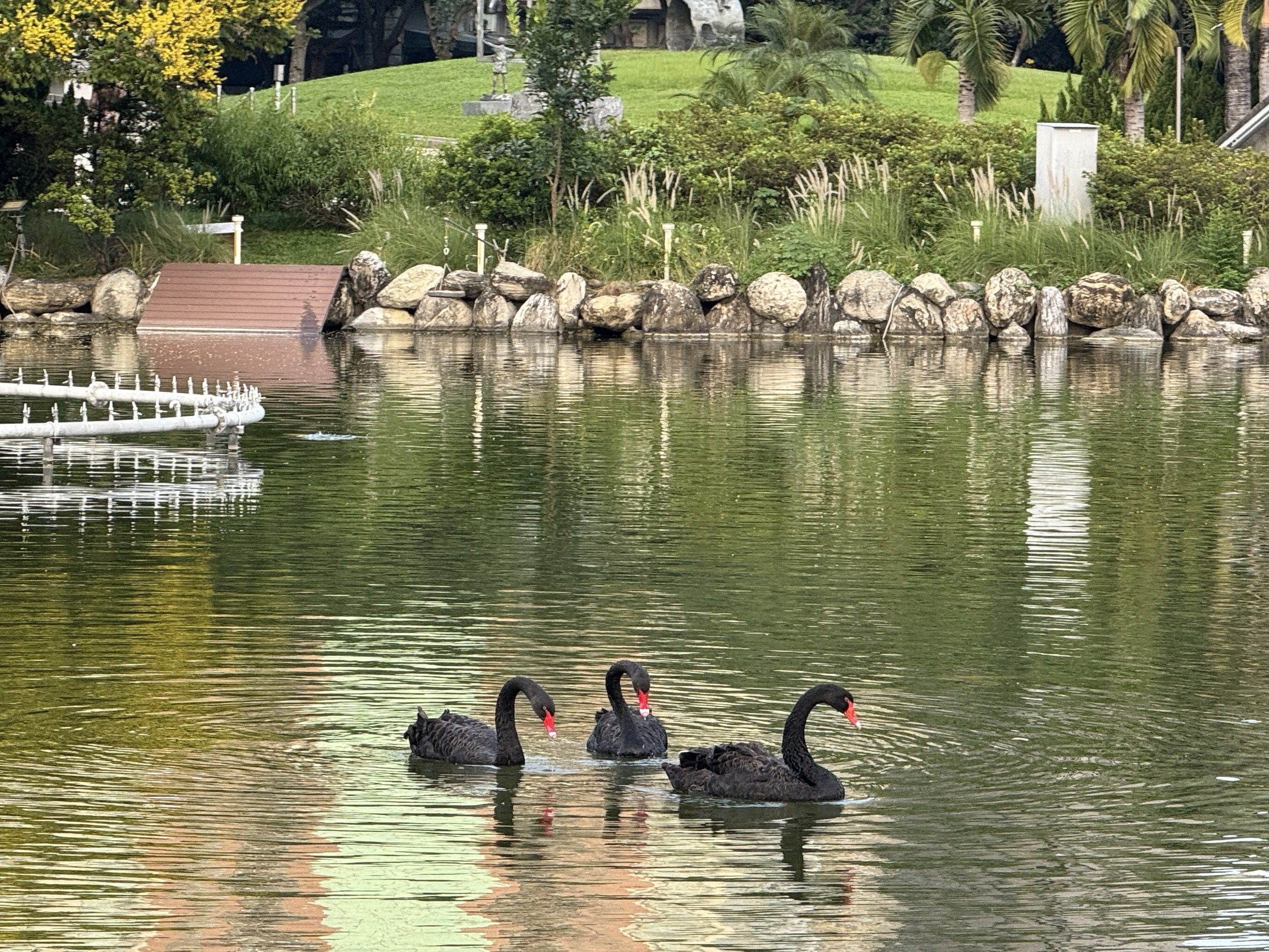 07 豐樂公園有3隻黑天鵝優游在水池