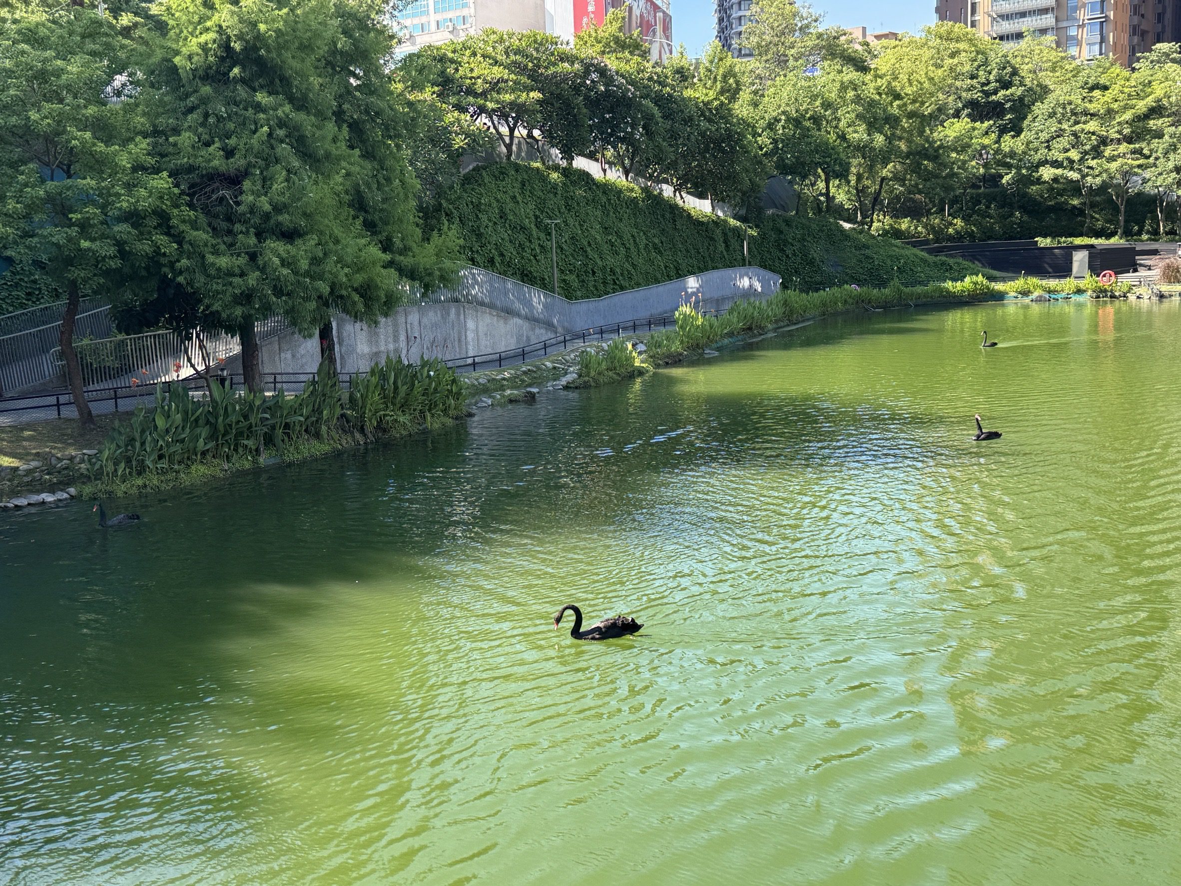 08 近期適逢中秋佳節 市府誠摯邀請民眾前往各公園場域 捕捉黑天鵝家族美照 感受自