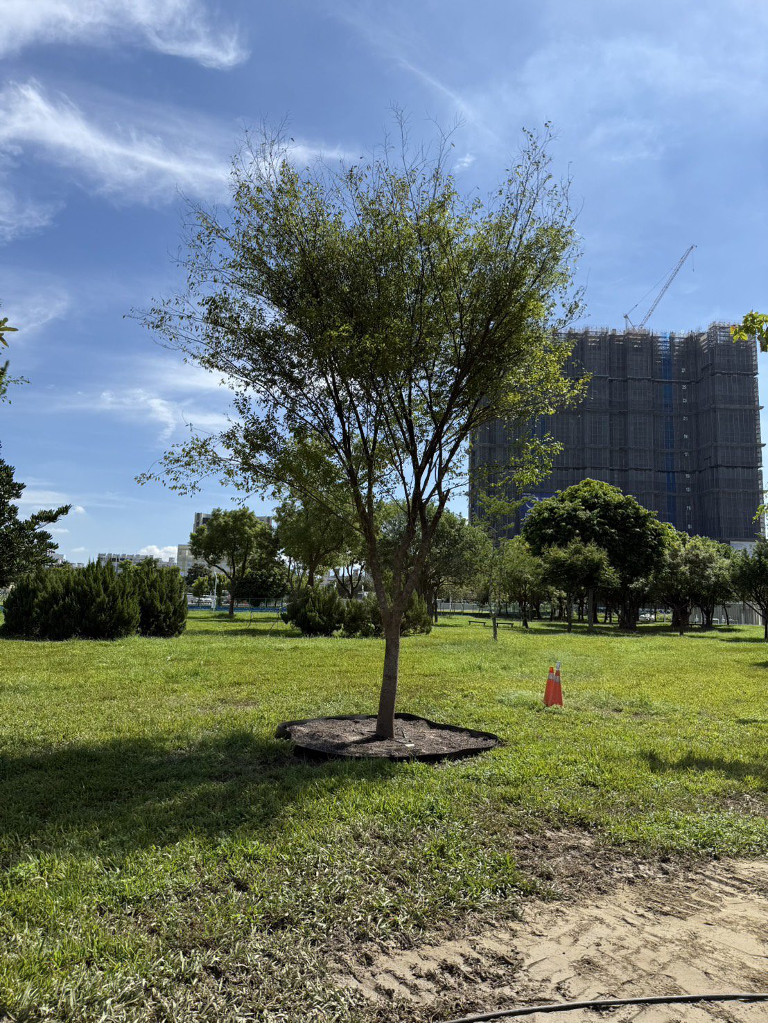 10 空氣盆樹苗完工後現狀 無再立樹木支架樹苗彷如原生 0 0