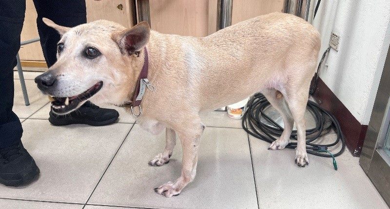 遛狗遇雷擊害毛孩嚇跑 飼主疏忽挨罰3000元 7 173b62b5 63be 429e bccb 64beb6581098