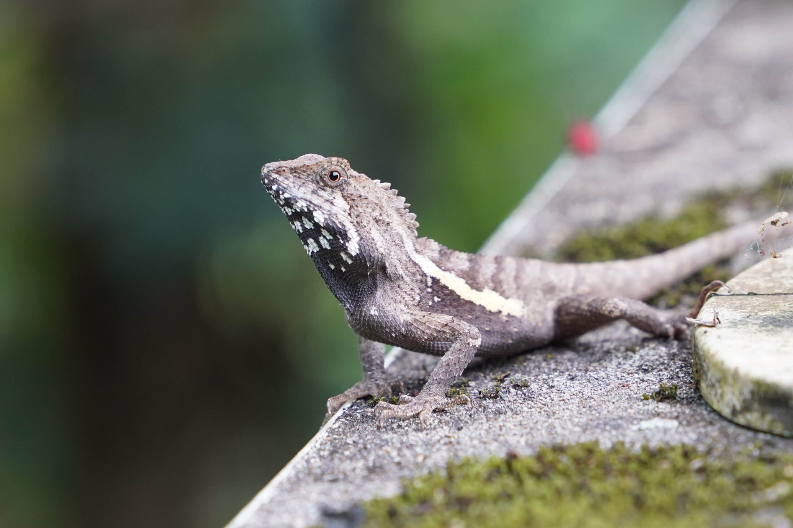 「日臺爬蟲兩棲類學合同大會」登場 210位日本師生齊聚臺北交流 5 179a4c8e e9be 43b3 b517 3b96f865046a scaled 1