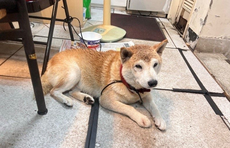 遛狗遇雷擊害毛孩嚇跑 飼主疏忽挨罰3000元 5 20096b1b 02f8 4485 ba5f dc0ea7f382c2 3