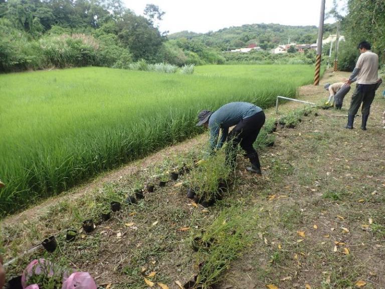 珍稀植物遇見社區創意 苗南跨域協作共譜生態綠網新篇章 3 20250916161529 271a7adb
