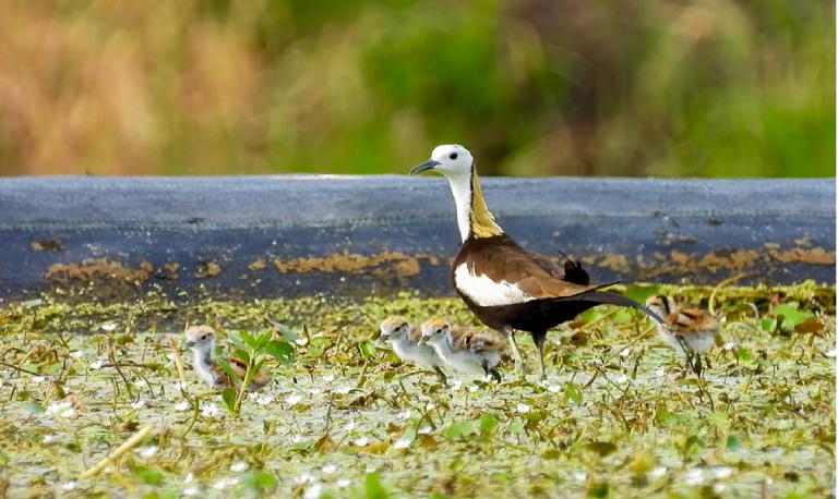 跟著「野蓮鳥」探客庄生態 高市客委會榮獲「天下城市治理卓越獎」環保組優選 5 20250923191417 5900bd2e