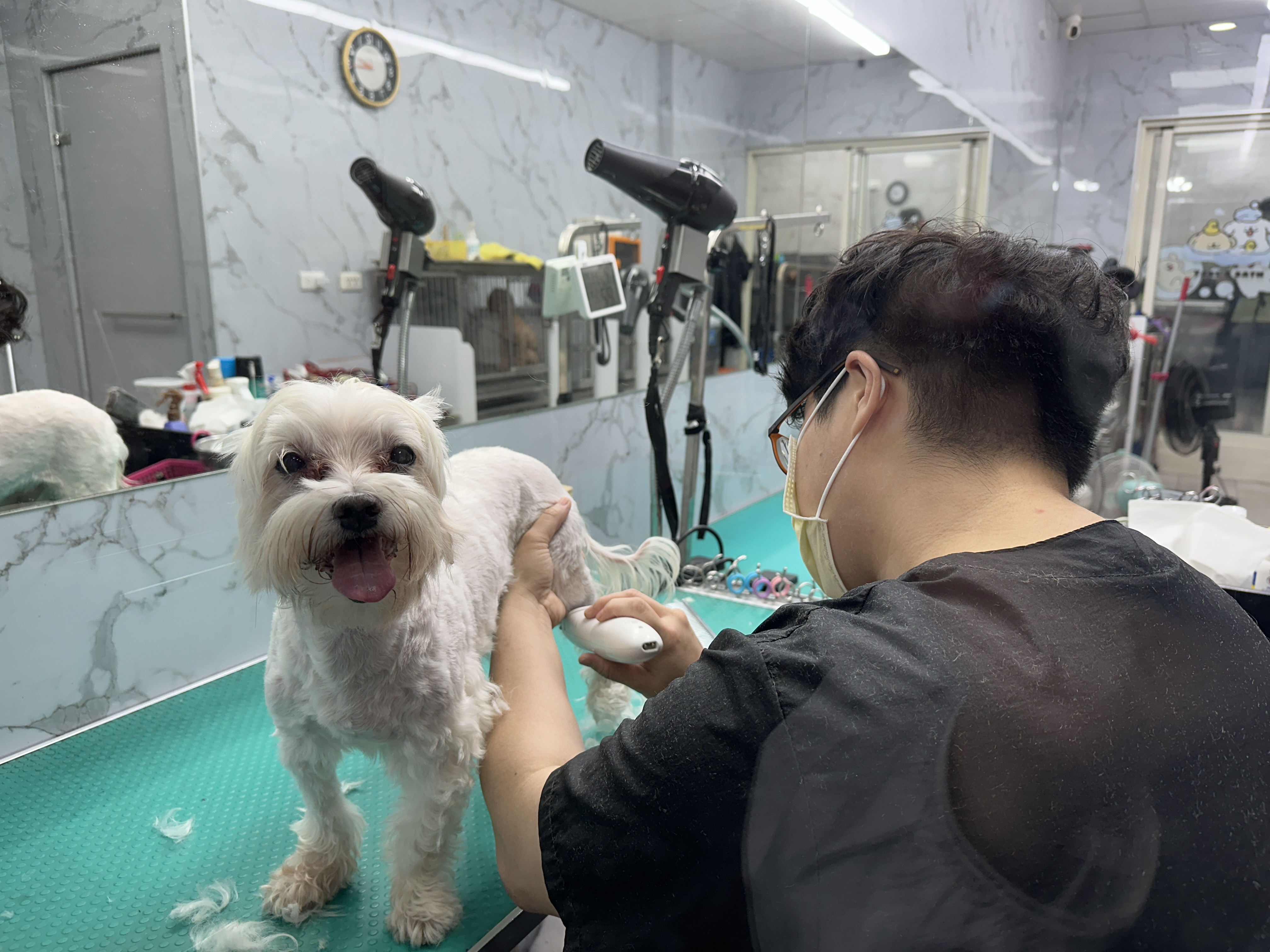 花蓮購物節「寵物友善週」登場 毛孩陪逛萌翻全場 5 IMG 7053 0 0