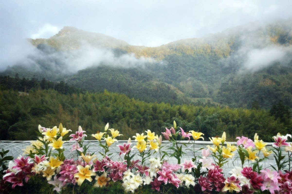普發萬元助攻國旅!阿里山賓館推「鄒年慶」住房 探秘境、觀鯝魚、賞歌舞 11 IMG 9914