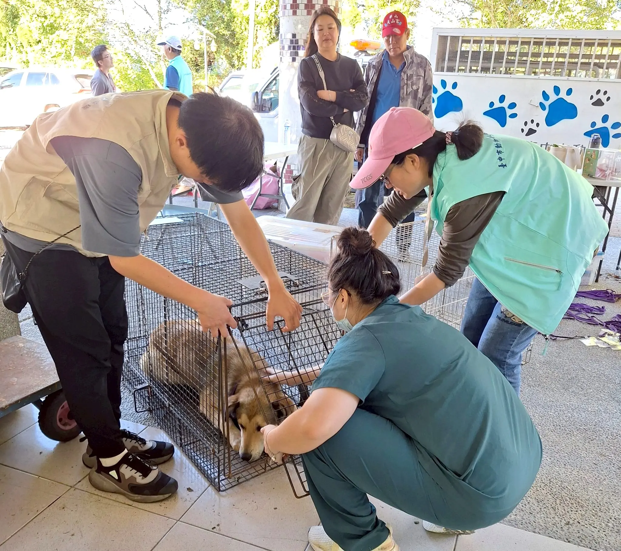 已麻醉的浪犬準備絕育 0