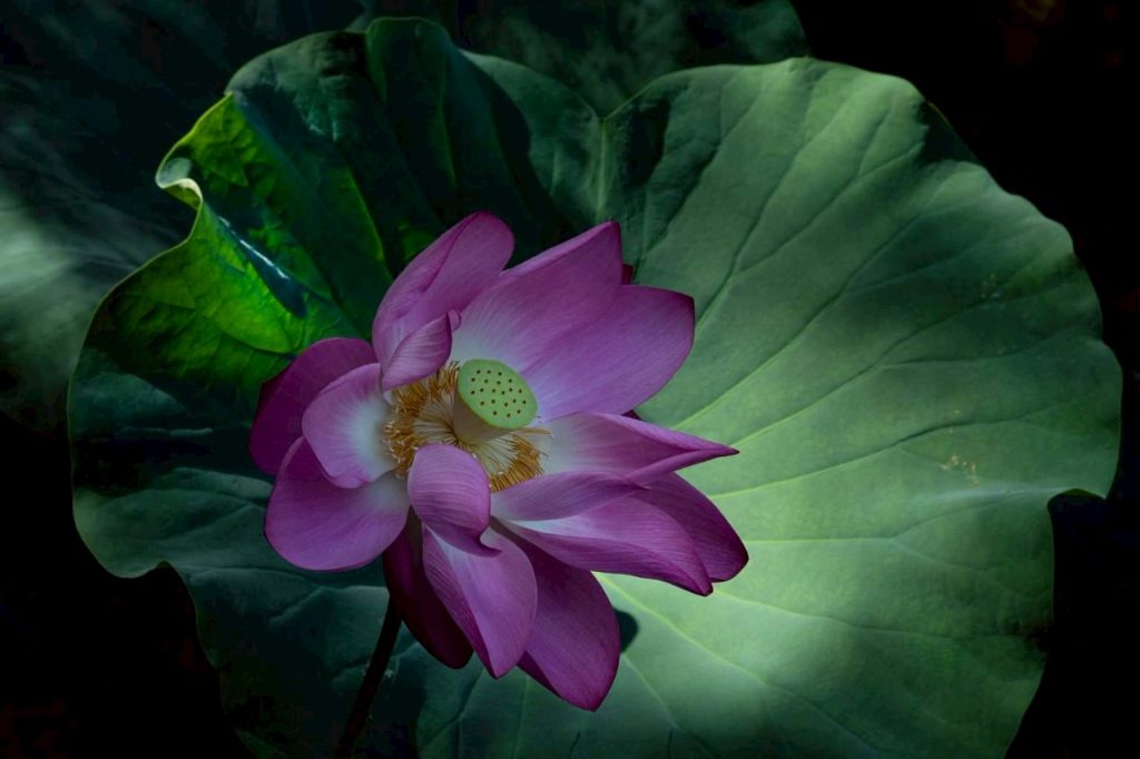 愛情失眠 1024x682 1