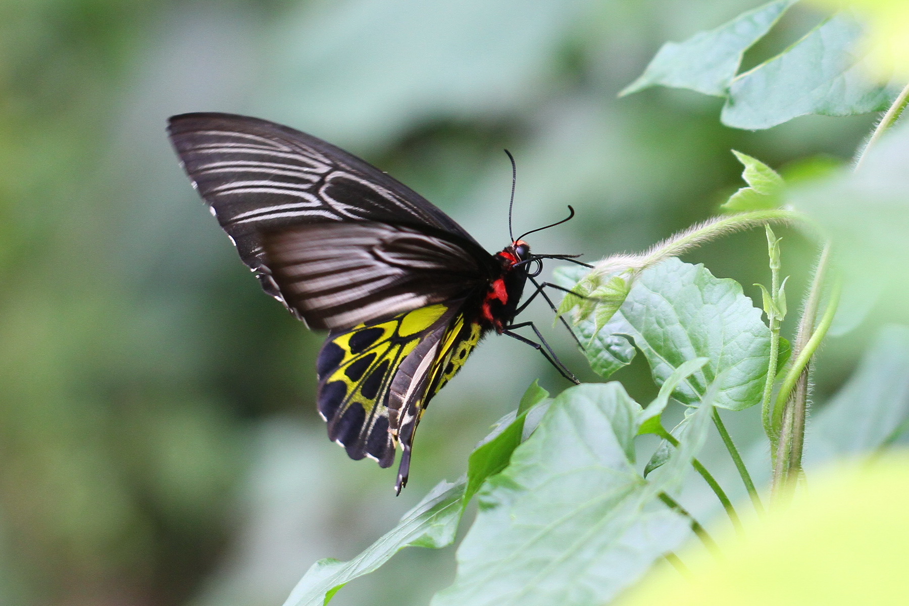 守護生態多樣性 大坑生態園區推動獨角仙及蝴蝶復育 11 黃裳鳳蝶 0