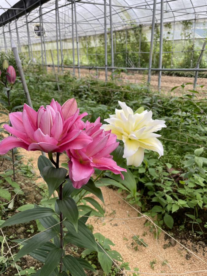 阿里山百合花季 中秋綠色遊蹤賞花、品茗、咖啡香 4 20251002124753 3913d85a