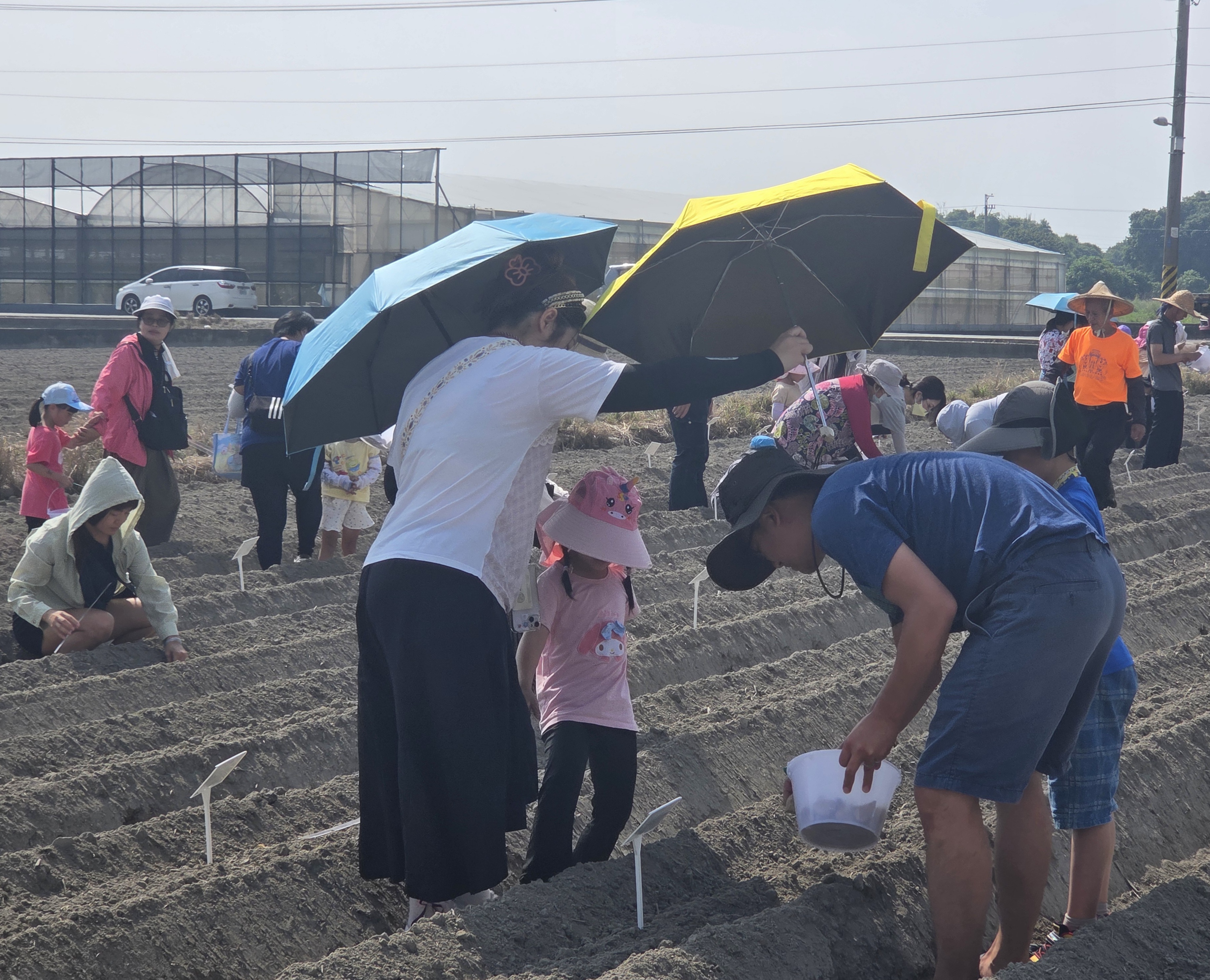 烈陽下親子一起體驗種植馬鈴薯